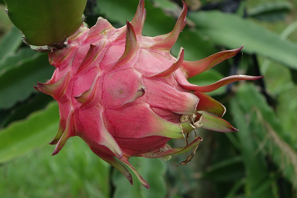 Dragon fruits