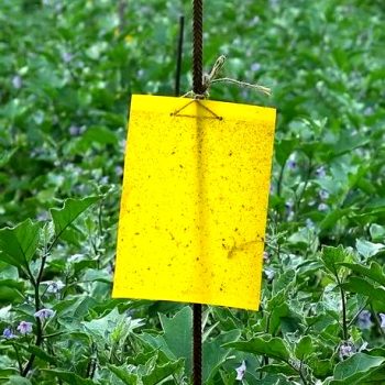 Yellow Sticky Trap