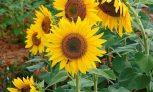 সূর্যমূখী (Sunflower) (মৌসুমী) ফুলের চারা