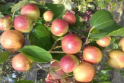বল সুন্দরী কুল চাষ পদ্ধতি