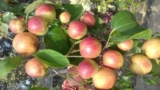 বল সুন্দরী কুল চাষ পদ্ধতি