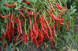 মরিচ চাষ