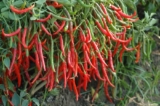 মরিচ চাষ