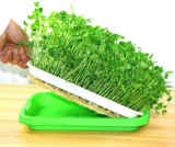 মাইক্রোগ্রিন এর চাষাবাদ পদ্ধতি!