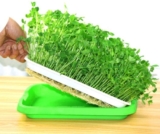 মাইক্রোগ্রিন এর চাষাবাদ পদ্ধতি!