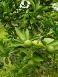 মাল্টা চারা নিয়ে কিছু বিতর্ক ও অভিযোগ