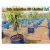 50 plants Drip  irrigation package