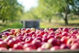 How Drip Irrigation BD Ltd is contributing to Bangladesh’s agriculture industry
