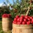 Efficient Farming Made Simple: The Benefits of Online Agri Input Purchases