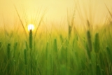 Bangladesh’s Thriving Agriculture Industry Offers Lucrative Business Opportunities