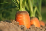 Krishimela.com.bd – revolutionizing the way we buy and sell crops