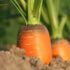 How Drip Irrigation BD Ltd is contributing to Bangladesh’s agriculture industry