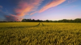 Expert tips for maximizing your irrigation system with Drip Irrigation BD Ltd
