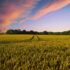 Investing in Bangladesh’s Agriculture: Creating Opportunities for Farmers and Entrepreneurs