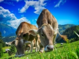 Krishimela.com.bd থেকে সেরা কৃষি উপকরণ আবিষ্কার করুন