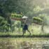 Krishimela.com.bd – revolutionizing the way we buy and sell crops