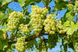 Krishimela.com.bd-এর কৃষি উপকরণের বিস্তৃত পরিসরের মাধ্যমে আপনার চাষাবাদের অনুশীলন সহজ করুন