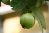 Guava Varieties to Grow in Bangladesh: Choosing the Best Ones for Your Farm