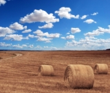 Krishimela.com.bd – বাংলাদেশের কৃষি খাতের জন্য একটি গেম-চেঞ্জার।