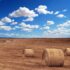 কেন ড্রিপ ইরিগেশন বিডি লিমিটেড সেচের প্রয়োজনের জন্য আপনার কাছে যেতে হবে
