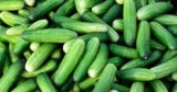 শসার রোগ￼