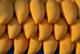 From Mangoes to Guavas: A Guide to Fruit Cultivation in Bangladesh