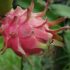 Guava Cultivation in Bangladesh: A Promising Venture for Farmers