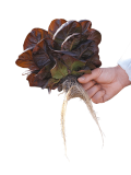 সহজ লেটুস চাষ