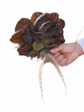 সহজ লেটুস চাষ