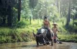 Innovation in Agriculture: New Technologies for a More Productive Future in Bangladesh