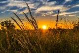 Agricultural Revolution in Bangladesh: Boosting Productivity and Sustainability