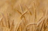 Sustainable Agriculture: Driving Profitable and Eco-friendly Business in Bangladesh