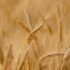 Krishimela.com.bd Empowers Farmers with Easy Online Access to Quality Agri Inputs