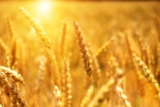 Investing in Agriculture: Why Bangladesh is the Best Bet for Business Growth