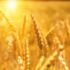 Krishimela.com.bd: Your One-Stop Shop for Agri Inputs