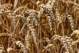 Krishimela.com.bd Empowers Farmers with Easy Online Access to Quality Agri Inputs