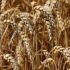 Innovation in Agriculture: New Technologies for a More Productive Future in Bangladesh